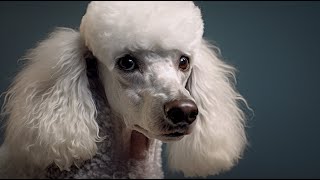 How big do miniature poodles get?