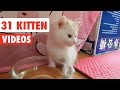 31 Funny Kittens | Cat Video Compilation 2017