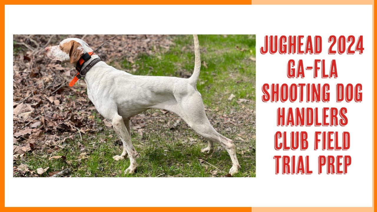 How I Yard Work my Field Trial Bird Dog