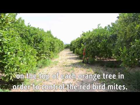 Video: Narandžillas augļu kaitēkļu apkarošana - kā apturēt kukaiņus, kas ēd narandžilu