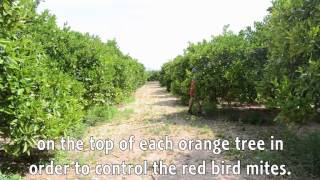 Orange farming - insect management (pest control)