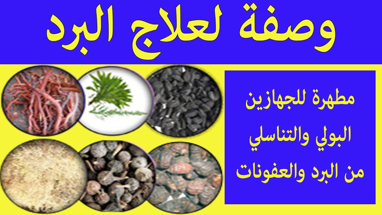 أقوى وصفة في تنقية  الكلى والمثانة  من البرد والعفونات ولجميع المشاكل  في الجهاز البولي والتناسلي