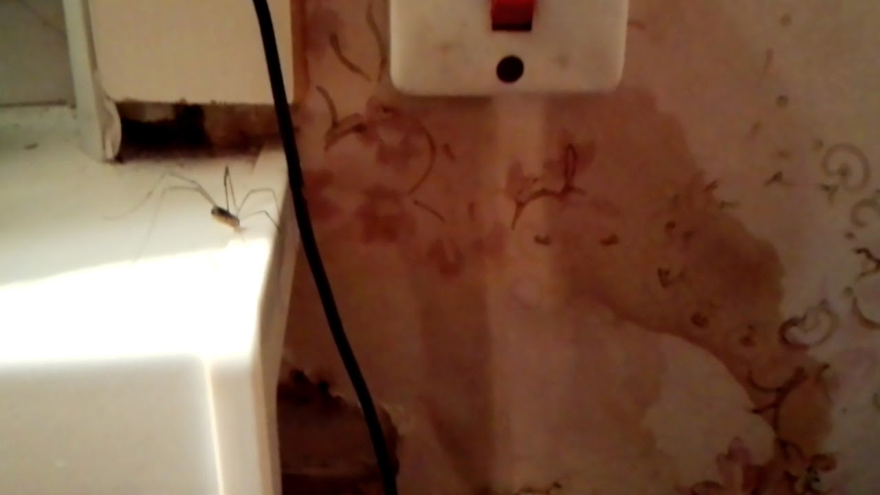 Сенокосец Косиножка Phalangium Opilio