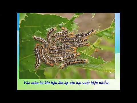 Nội dung học trực tuyến môn Sinh học Lớp 9 (ngày 25/4/2020)