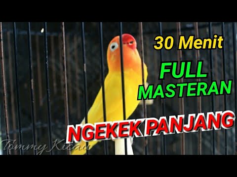 MASTERAN lOVEBIRD 30 Menit