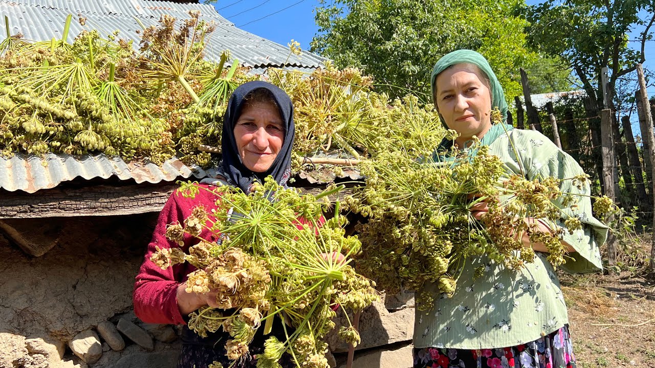 Rural Life in Iran / Harvesting Persian HOG WEED in a Beautiful Farm / Village Life Nature