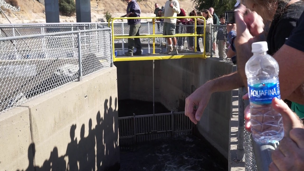 Nimbus Fish Hatchery YouTube