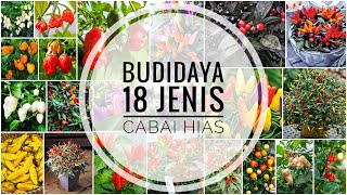 Budidaya 18 Jenis Cabai Hias (Ornamental Pepper) Dengan Media Polybag Limbah Karung Semen |