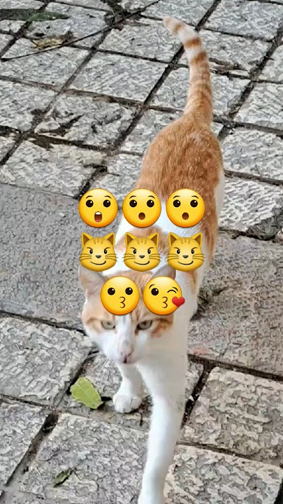 Hinarang Ako Sa Daan🤫😎#3Tiger Cats#AstrayCats#Love Animals#Short#ShortFeed