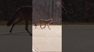 Coyotes - Animal Facts #coyote  #animals #animallife #wildlife #nature #documentary #documentaries