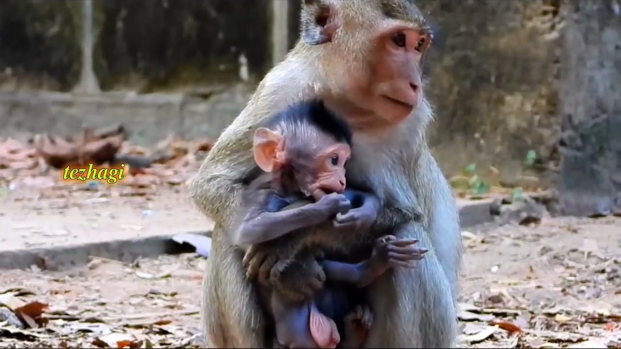 monyet kecil itu nakal sekali