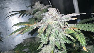 Indoor cannabis grow 2023