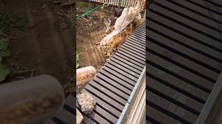 縁側でカリカリ音を鳴らしたらwww