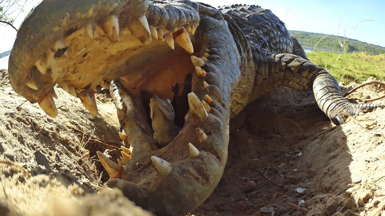 Crocodile scoops up babies into mouth 