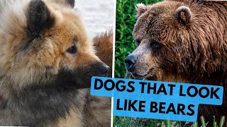 TOP 15 Dog Breeds That Look Like Bears