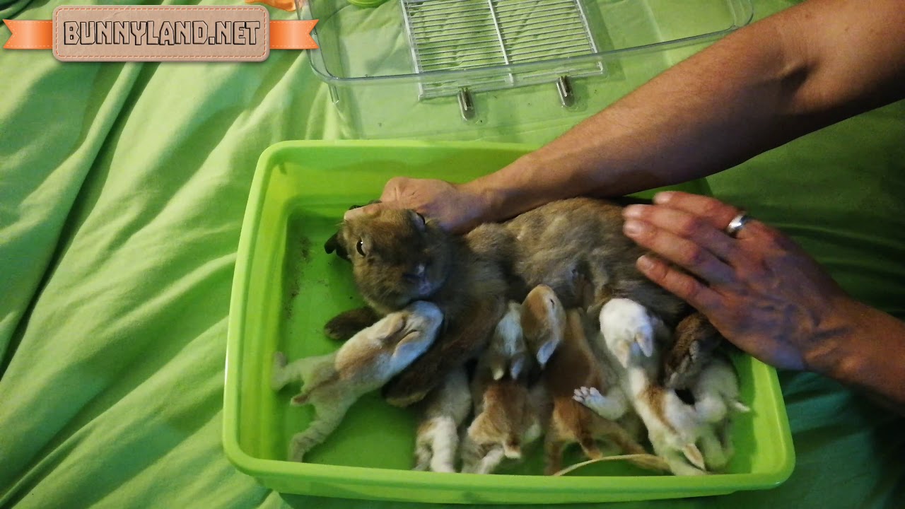 Nursing baby bunnies. YouTube
