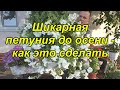 Главная ошибка при выращивании ампельной петунии (не повторите её)