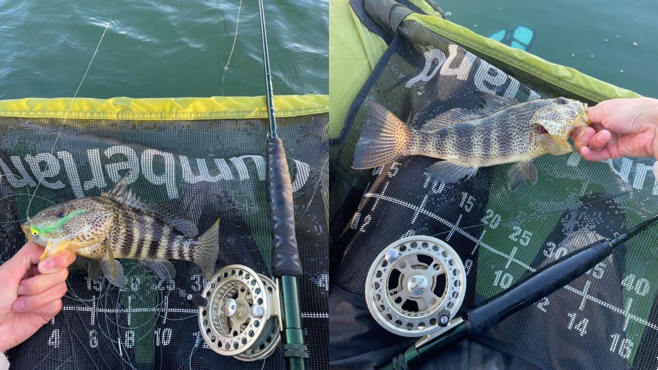 Float Tube Fly Fishing for Spotted Bay Bass! YouTube