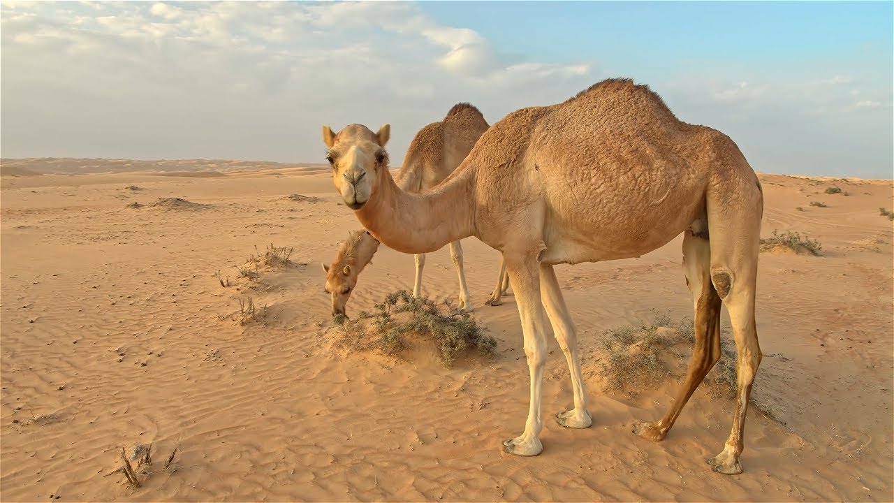From Humps to Hooves: 5 Surprising Camel Fun Facts