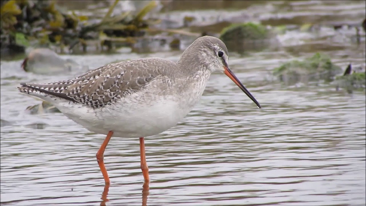 Spotted Redshank at Nore Barn 