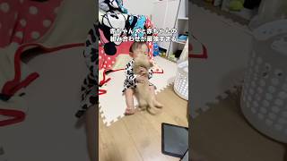 赤ちゃん同士で熱い抱擁交わしてる姿が可愛すぎる #ダックス #ダックスフンド #子犬 #赤ちゃん
