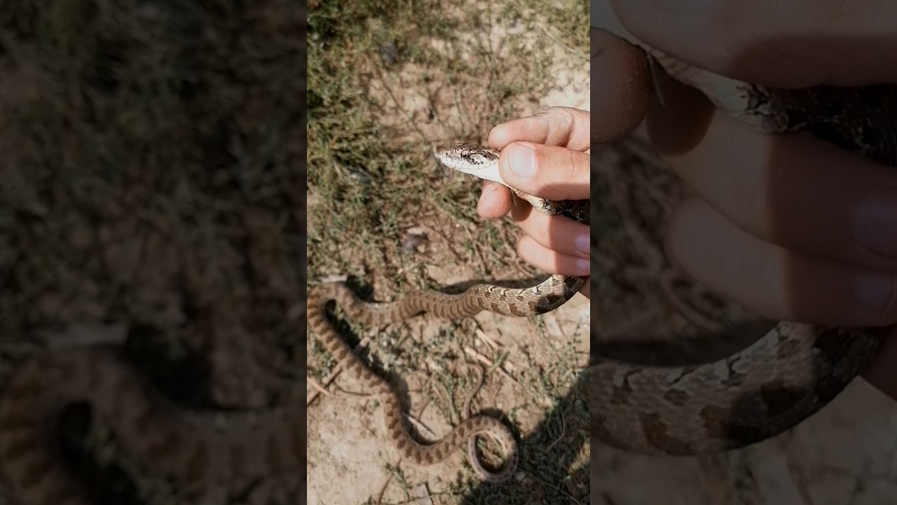 Давно не шёл на поиски и сами теперь подползают 