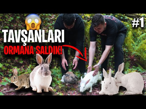 TAVŞANLARI ORMANA SALDIK! - DOĞAYI CANLANDIRIYORUZ  #1