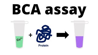 How to determine the protein concentration with the BCA Protein Assay