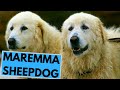 Maremma Sheepdog - TOP 10 Interesting Facts の動画、YouTube動画。