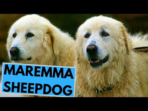 Maremma Sheepdog - TOP 10 Interesting Facts