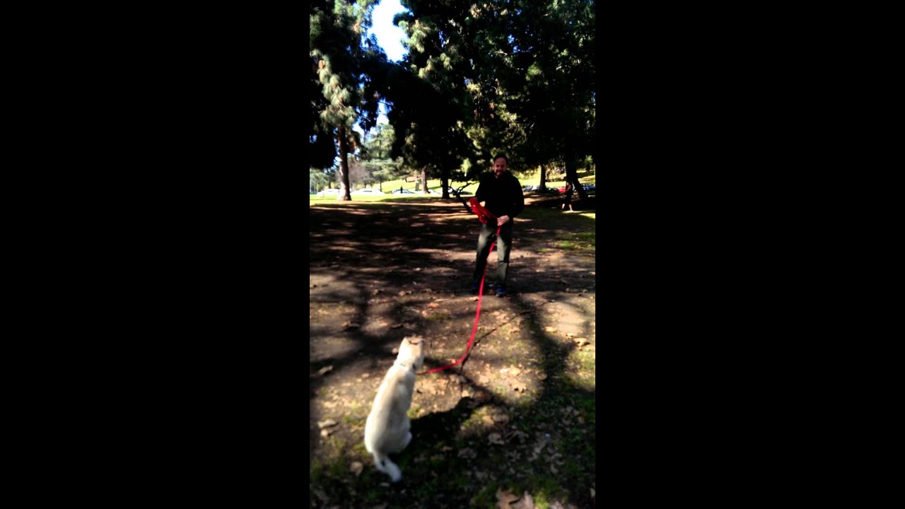 Awesome dog trainer Brett Endes hosting blepharoplasty group socialization class at Griffith Park