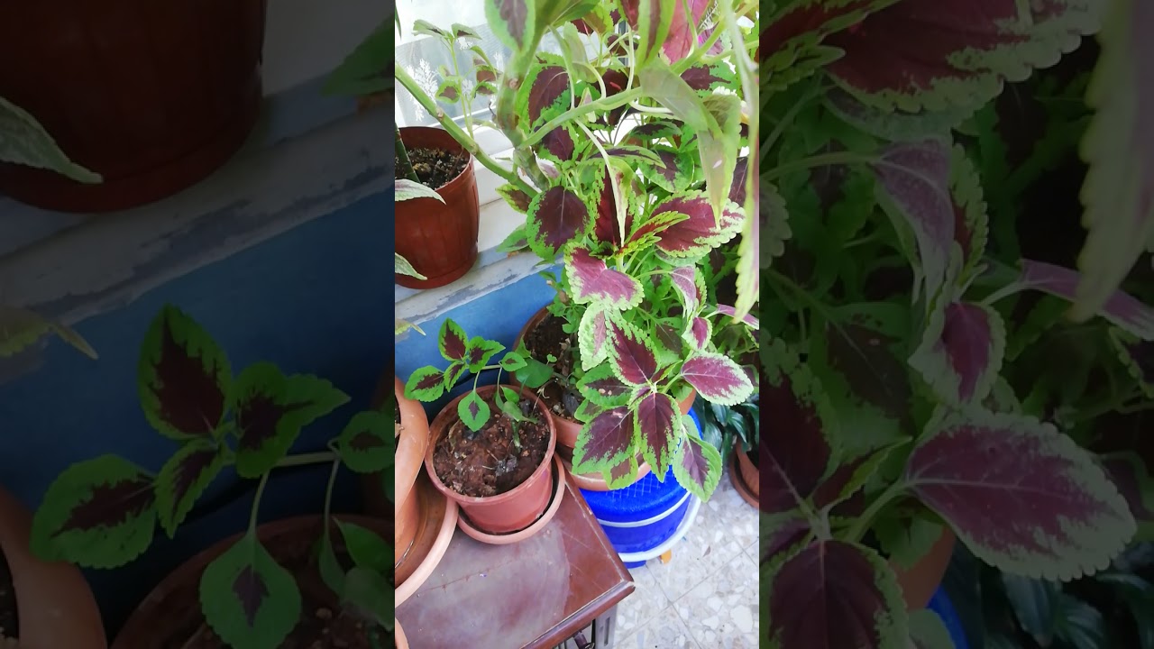 #yaprak güzeli#köklendirme yaprak güzeli çoğaltma #