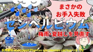 181【多肉植物】センペルビウムを増やそう！梅雨のお手入れ✂️失敗