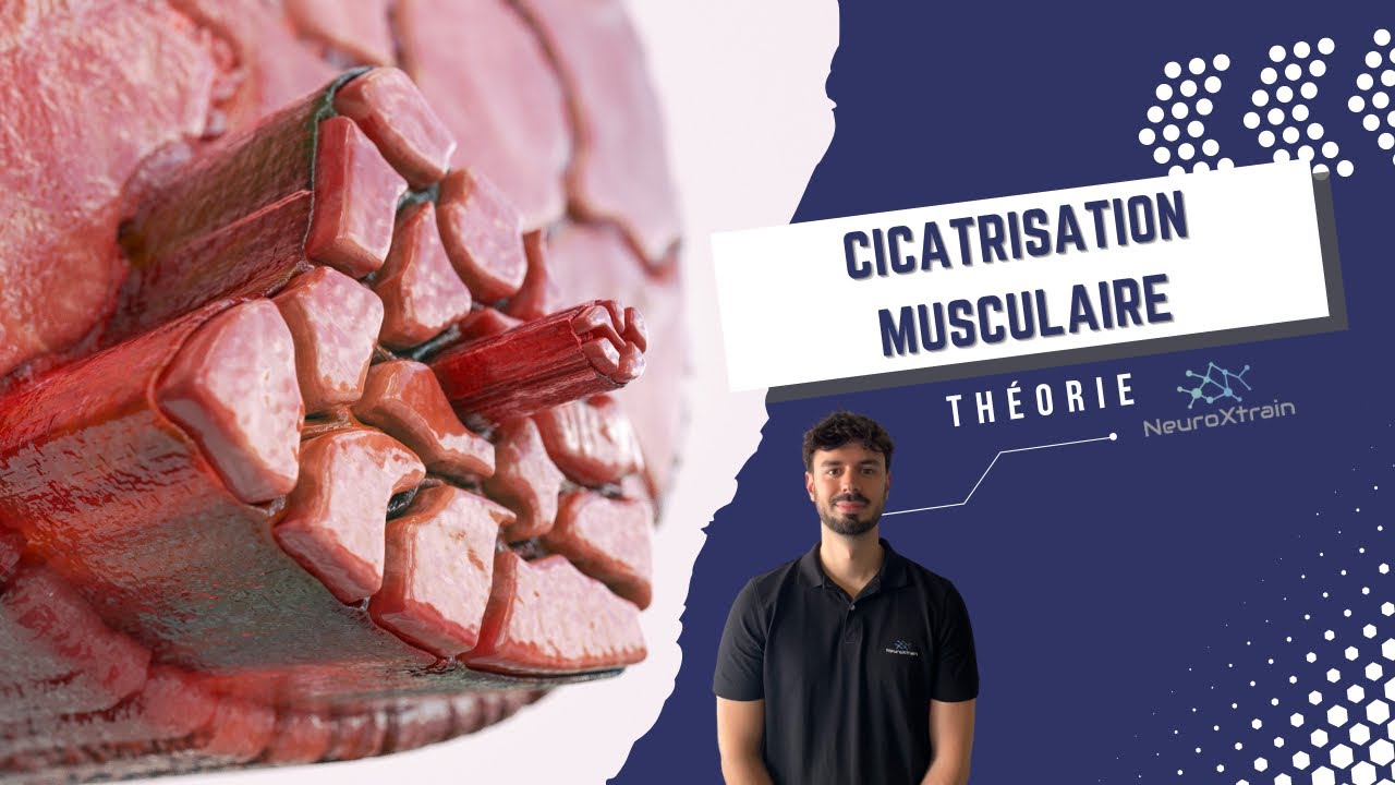 Que se passe-t-il après une LÉSION MUSCULAIRE ? - En théorie