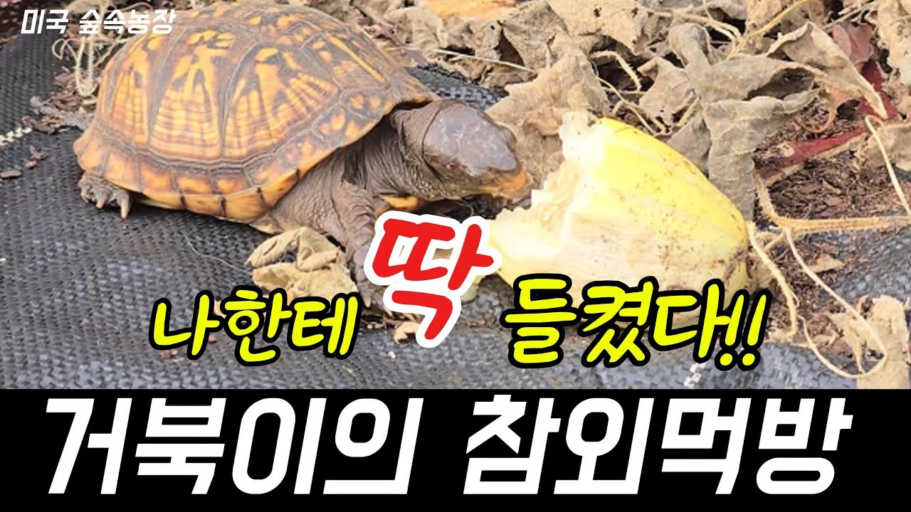 (P&J Forest Farm)희귀영상 Turtle enjoying a Korean melon! 참외밭에서 한국참외를 먹방 하는 미국 거북이.