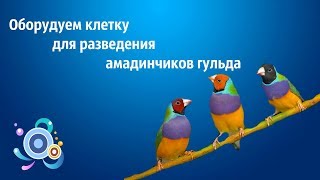 Оборудуем клетку для разведения гульда. Оборудуем клетку для разведения гульда.