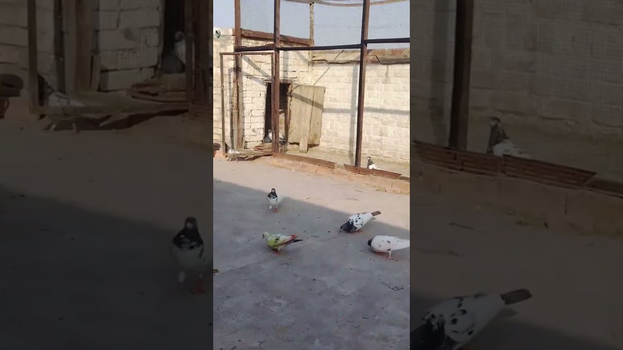 Lahori pigeon #shortsfeed