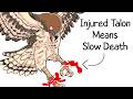 Why It Sucks To Be Born As a Hawk