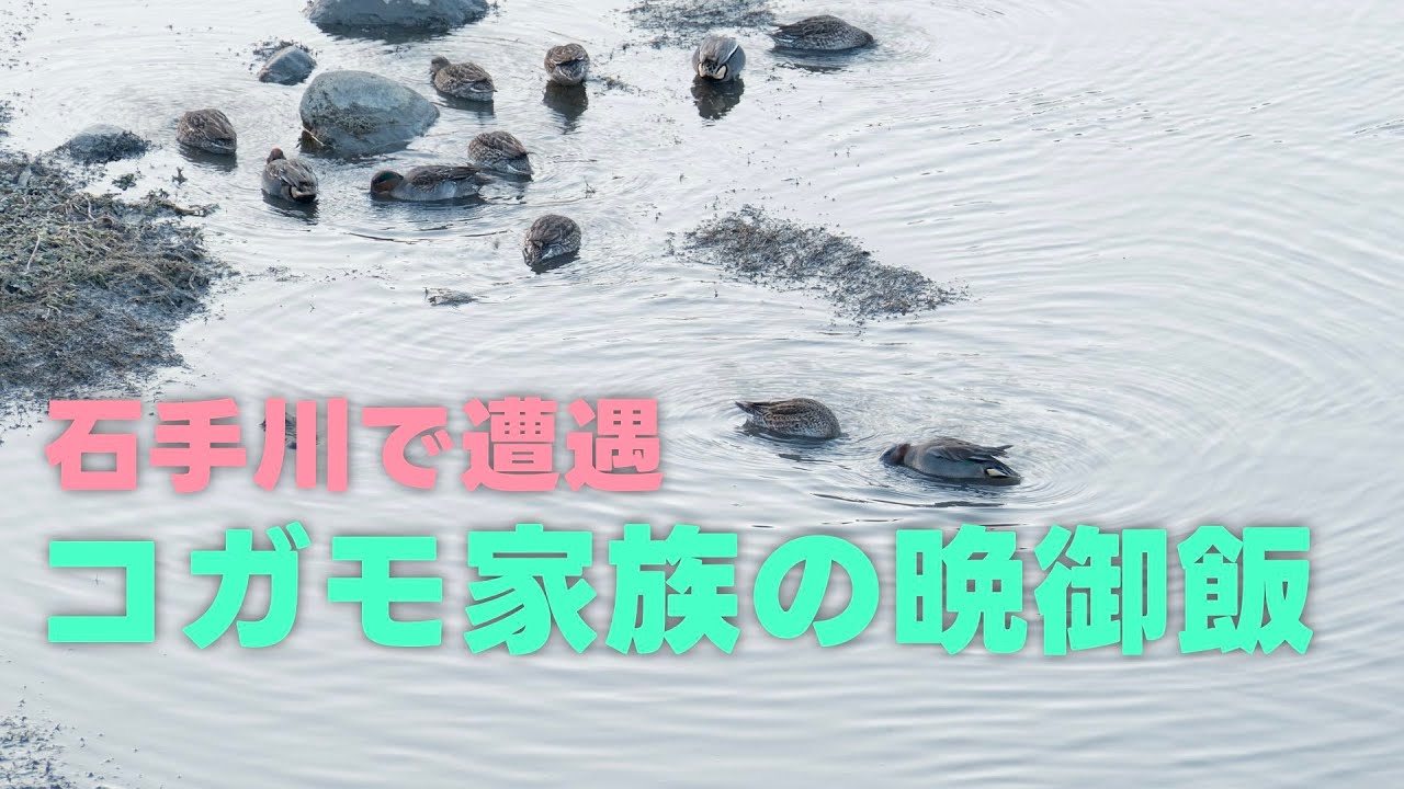 石手川で出くわしたコガモ家族の晩御飯を眺めました（愛媛県松山市溝辺町）