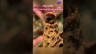 Khi Phá Hủy Là Để Bảo Vệ Bí Mật Phía Sau Mũ Chúa Ong