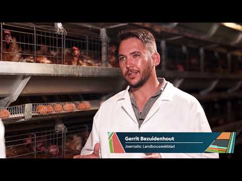 Video: Hoe Om 'n Hoenderboerdery Te Open