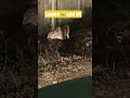 Animals conflict #tadoba #tiger #savenature #jungkook