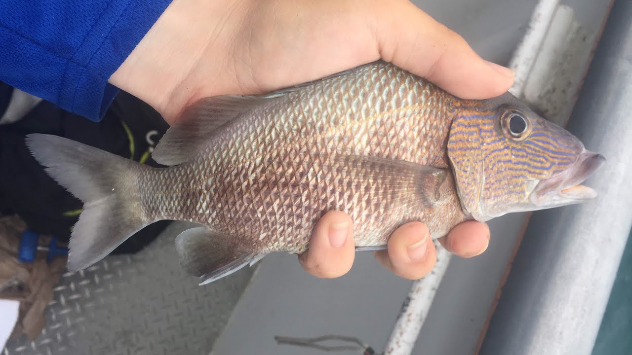 Deep Sea Fishing the Gulf of Mexico for Reef Fish! YouTube