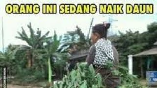 JANGAN SOMBONG SAAT NAIK DAUN #sombong #viral