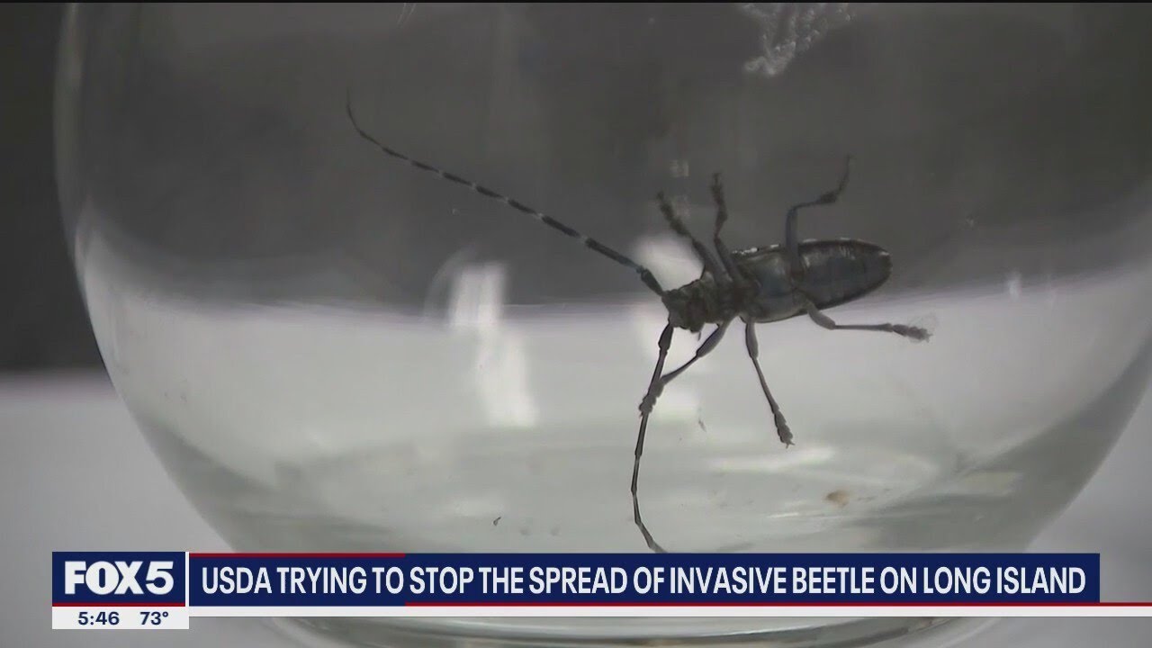 USDA working to stop the spread of invasive beetle species on Long Island