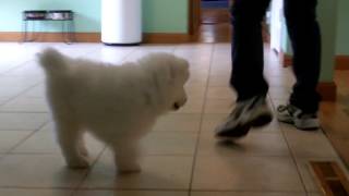 Snobelle 2016 Litter - Blue Boy