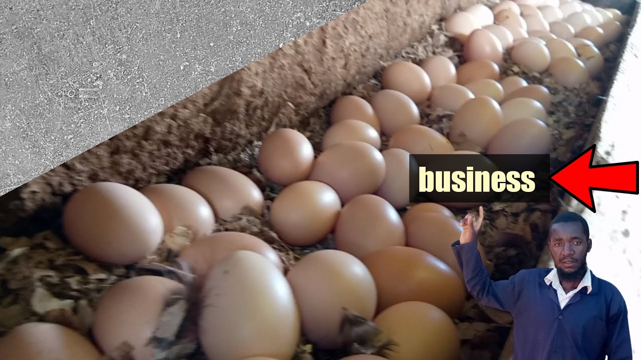 Real egg harvesting time [ DOING BUSINESS WITH EGGS ]