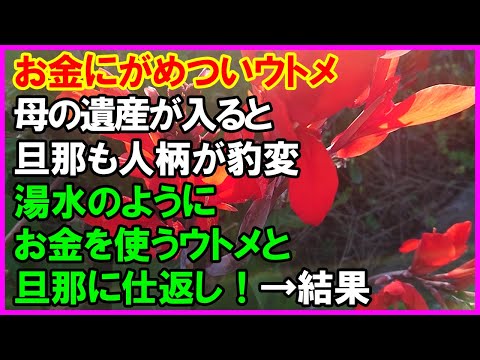 【スカッと】お金にがめついウトメ。母の遺産が入ると旦那も人柄が豹変。→湯水のようにお金を使うウトメと旦那に仕返し！→結果（スカッとラッシュ）