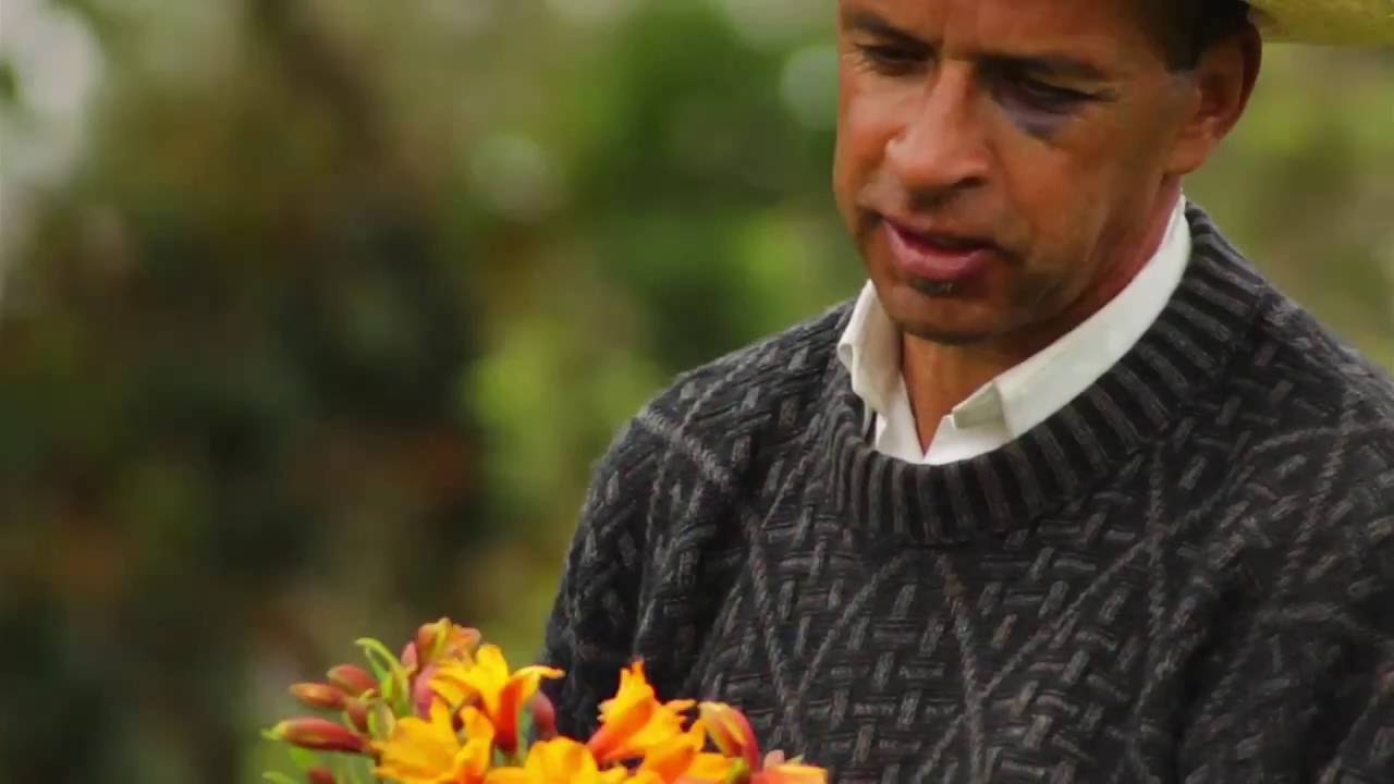A Day in the Life of a Flower Grower in Medellín Colombia TvAgro By