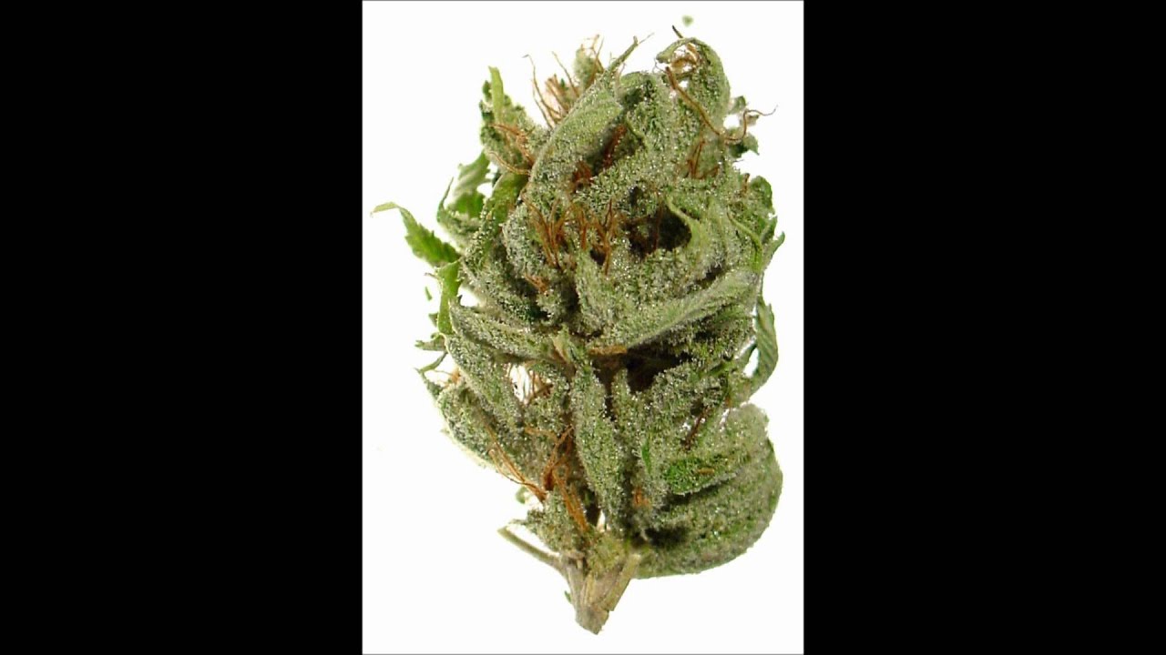 tassie freestyle aussie hiphop